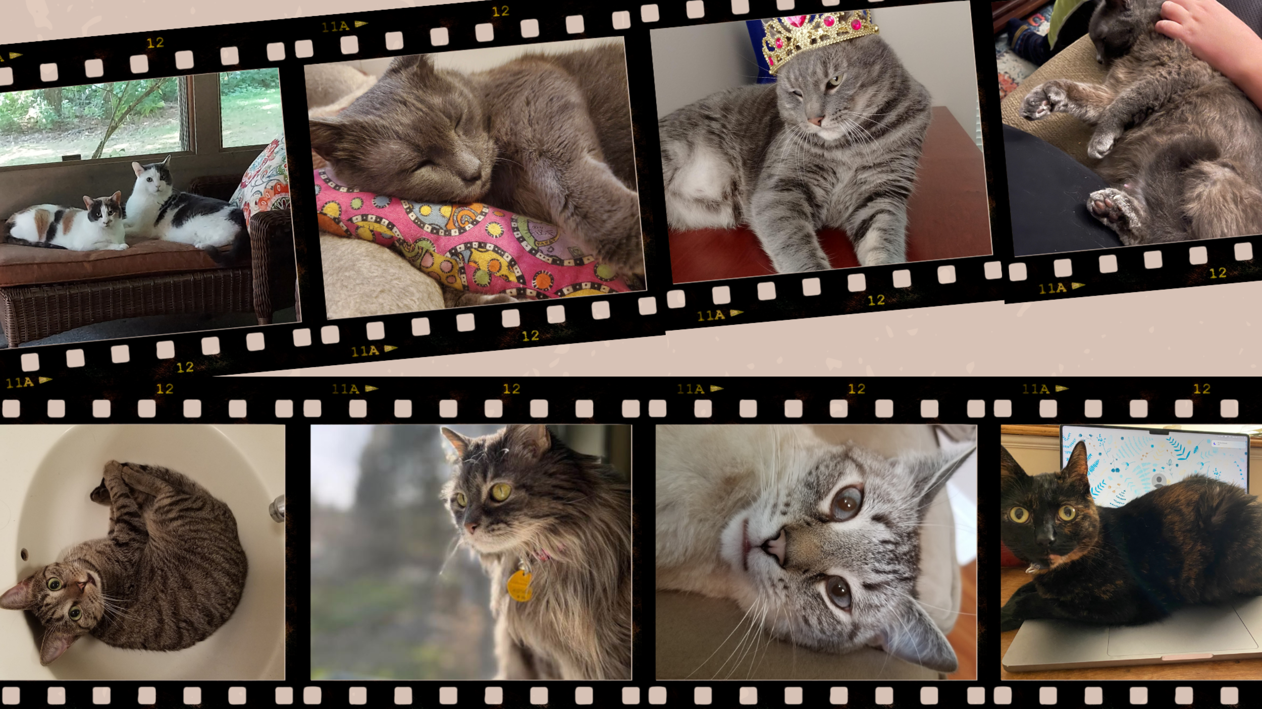 filmstrip collage of cat photos.