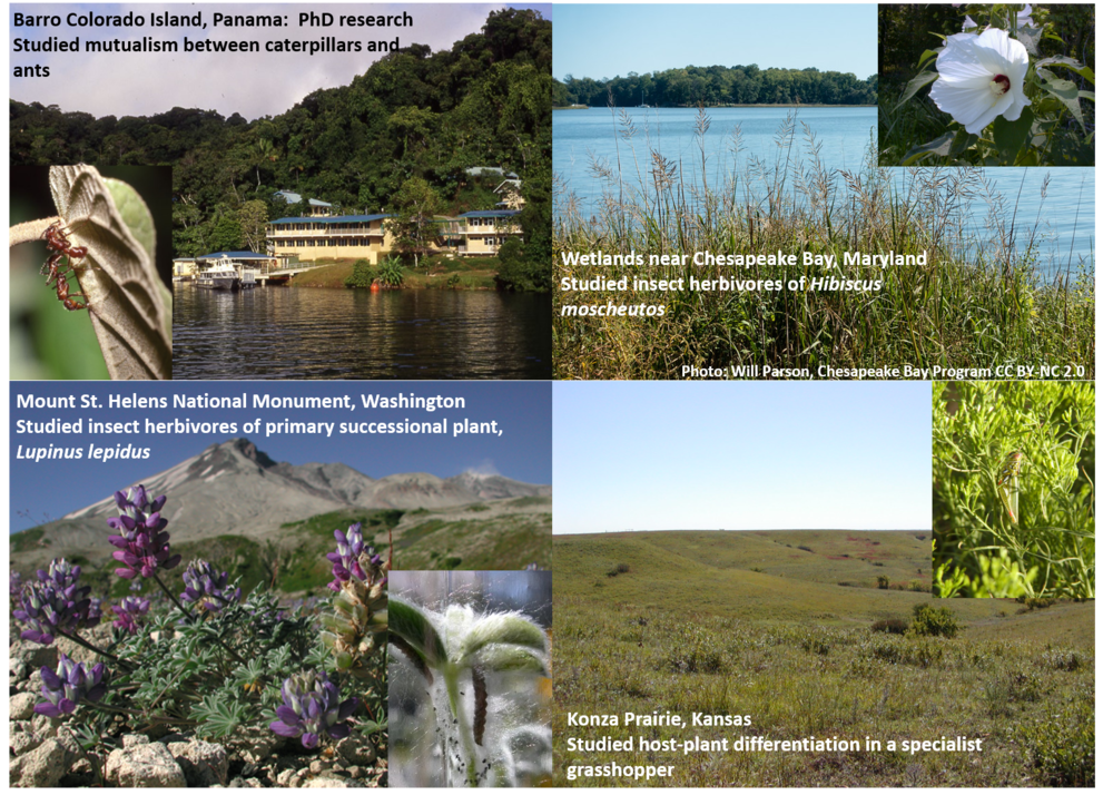A collage of Dr. Apple's research experiences - studying ant-caterpillar mutualism in Panama, studying the herbivores of a wetland plant in the Chesapeake Bay, studying insects affecting primary succession at Mount St. Helens, and studying host plant-associated genetic differentiation in a grasshopper. 