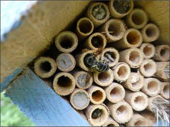 Leafcutter bee visiting a nest tube to provision young inside with pollen and nectar.