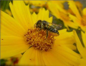 Leafcutter bee visiting a flower.