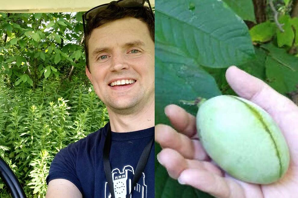 pawpaws