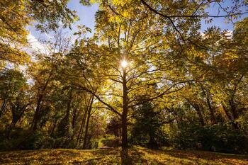 Sunlight shining through forest of trees