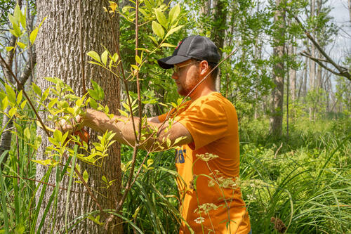 ash tree field work
