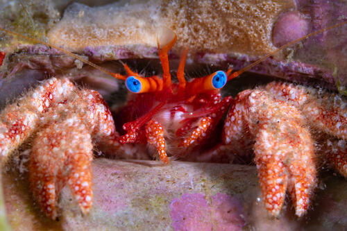 a hermit crab with blue eyes