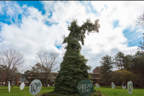 Photo of the Seuss Spruce on campus from about 15 years ago