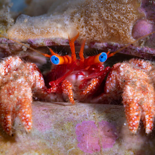 a hermit crab with blue eyes